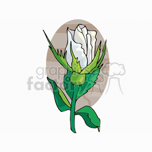 Blooming white rose