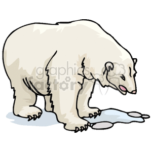 The clipart image shows a white polar bear standing on all fours, possibly on a patch of snow or ice.