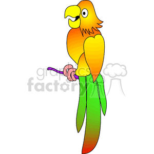 Scarlet Macaw