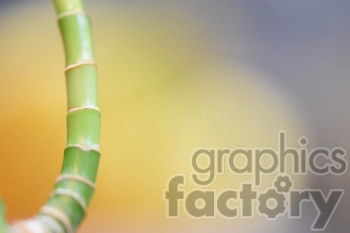 bamboo tree branch