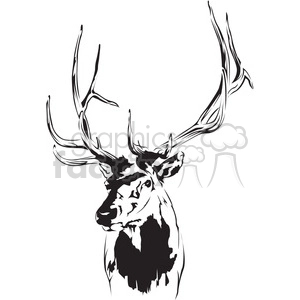 black and white deer