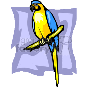 The image is a clipart of a blue and gold macaw, which is a large, colorful parrot. The macaw in the picture has vibrant blue wings and back, a yellow chest, and a dark facial area with white around the eyes. It is perched on a branch with a grayish background. This type of macaw is known for its striking coloration and is native to tropical regions in South America.