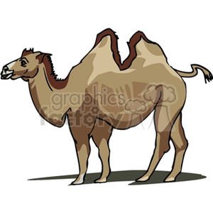 The image is a clipart of a Bactrian camel, characterized by its two humps on its back. It is a stylized illustration, probably intended for educational use or as a graphic in children's content to represent camels, desert animals, or wildlife in general.