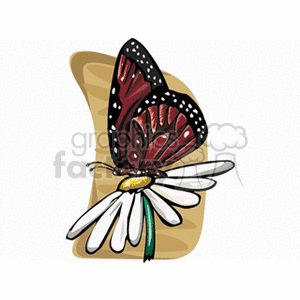 butterfly on a daisey