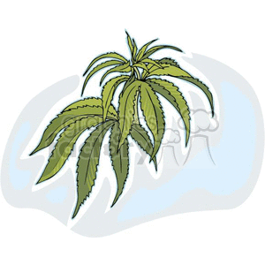 Marijuana plant