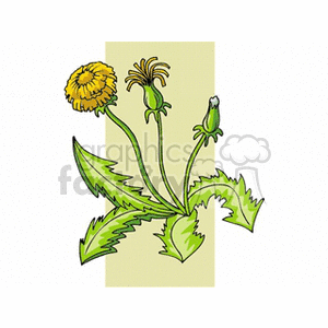 dandelion2