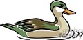 Cartoon Swimming Duck