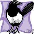 Cartoon Magpie Pictures