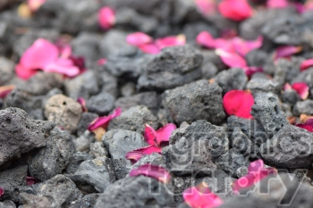 red peddles on lava rocks