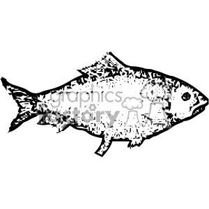 vintage distressed shad fish GF vector design vintage 1900 vector art GF