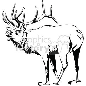 black and white Elk roaring