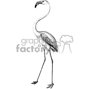 old vintage distressed flamingo retro GF vector design vintage 1900 vector art GF