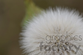 Dandelion