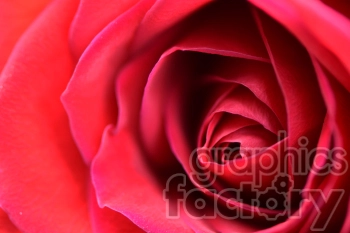 red rose close up