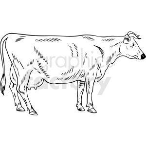The image is a black and white clipart of a cow. It features the profile of a cow with prominent udders, indicating that it is likely a dairy cow. The cow is standing, and its body is outlined with simple, clean lines, with minimal detail that suggests fur texture and shading.