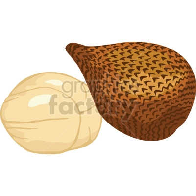 salak snake fruit vector clipart