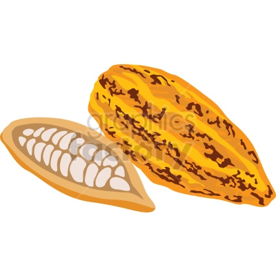 cocoa bean vector clipart