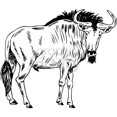 black white ox clipart