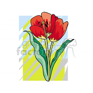 Tulip