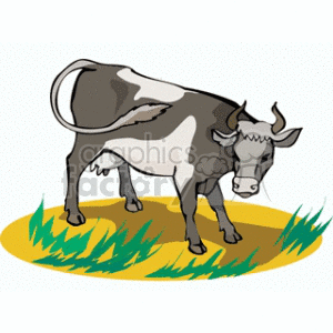 The clipart image shows a black and white cow standing in a patch of green grass. The cow has typical dairy breed markings, with spots of black and areas of white. It is drawn in a simplified style with clean lines and flat colors. The cow appears to be grazing or looking towards the ground.