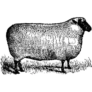 vintage sheep facing right vector vintage 1900 vector art GF