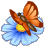 Animated butterfly on a Daisy
