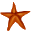 starfish_1008