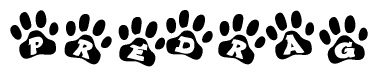 The image shows a series of animal paw prints arranged horizontally. Within each paw print, there's a letter; together they spell Predrag
