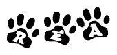 The image shows a series of animal paw prints arranged horizontally. Within each paw print, there's a letter; together they spell Rea