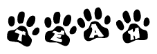 The image shows a series of animal paw prints arranged in a horizontal line. Each paw print contains a letter, and together they spell out the word Teah.