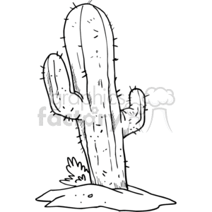 Black and White Cactus