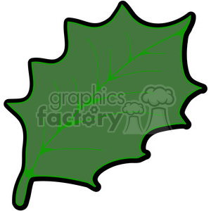   green American Holly Leaf 