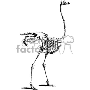 Clipart image of an ostrich skeleton, featuring detailed bones including the skull, ribcage, and long legs. The artwork is in black and white, showcasing intricate skeletal structure.