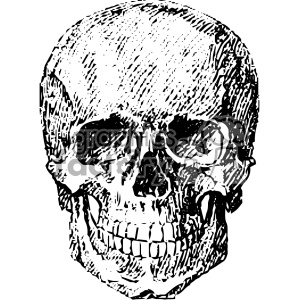 A detailed black and white clipart image of a human skull, with intricate shading and cross-hatching to emphasize its features.
