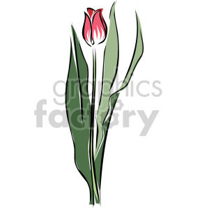 Clipart image of a red tulip with green leaves on a white background.