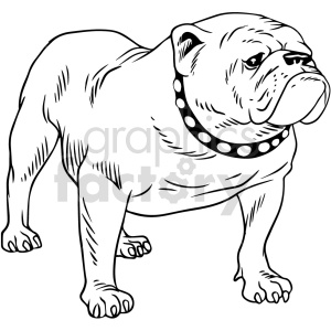 Bulldog Black and White