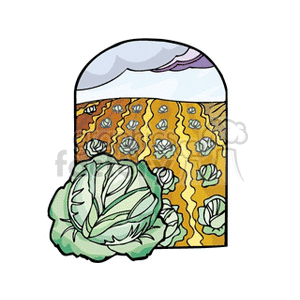 Overcast Skies Small Cabbage and The Feild That It Was Harvested From 