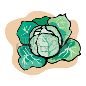 Leafy Large Cabbage