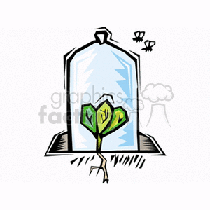 Herb growing under glass