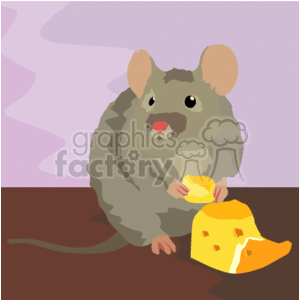 Gray Rat eating cheese