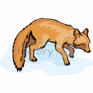 Red Fox - Sly Hunter in the Wild