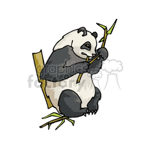 The image features a cartoon or clipart representation of a panda bear. This bear, known for its distinctive black and white coloration, is depicted sitting and holding a stalk of bamboo, which is their primary food source. Pandas are native to China and are often associated with Chinese culture. They are popular animals in zoos around the world.