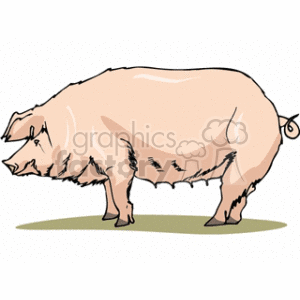 Cute Pink Pig - Farm Animal