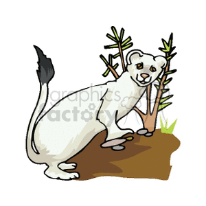 Cartoon White Weasel Mink Illustration
