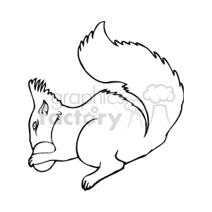 Black and white squirrel eating a nut