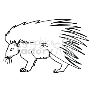 Porcupine black and white drawing