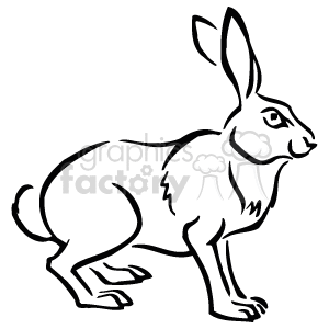 Black and white rabbit standing