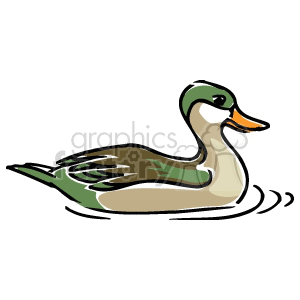 This clipart image features a single duck swimming on water, possibly a pond. The duck is depicted in a cartoon style with simple strokes and colors that indicate its feathers and the ripples in the water.