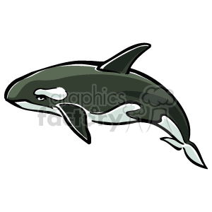 Orca killer whale