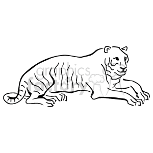 The clipart image depicts a line drawing of a tiger. The tiger is shown in a resting pose with its body extended, head up, and appears calm and alert. The image captures the distinct stripes characteristic of tigers, illustrating its natural camouflage. The drawing is simple, likely designed for use in graphic projects due to its clear outlines and lack of color detail.